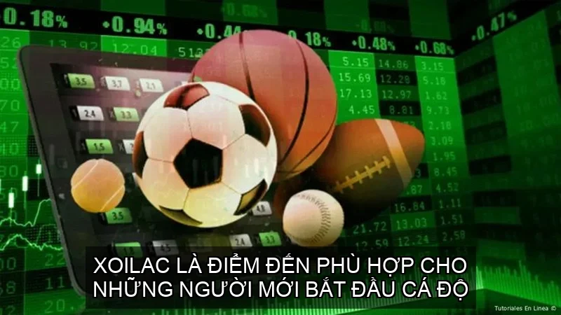 Xoilac là điểm đến phù hợp cho những người mới bắt đầu cá độ
